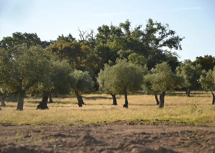 Vila Quinta Dos Carvalhos Castelo Branco (Centro)