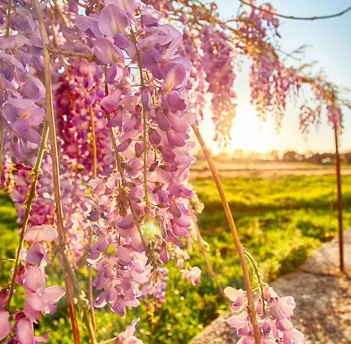 Quinta Dos Carvalhos Castelo Branco (Centro)